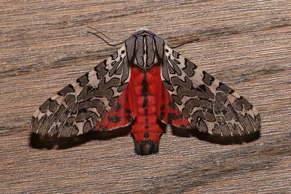 Photo of Painted tiger moth
