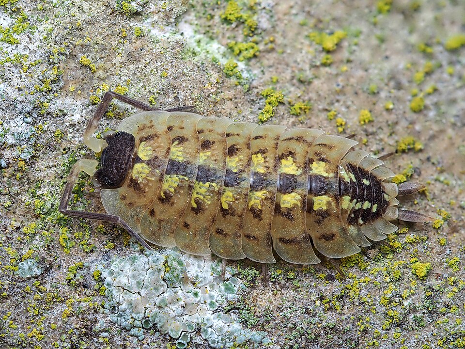 Photo of Painted woodlouse