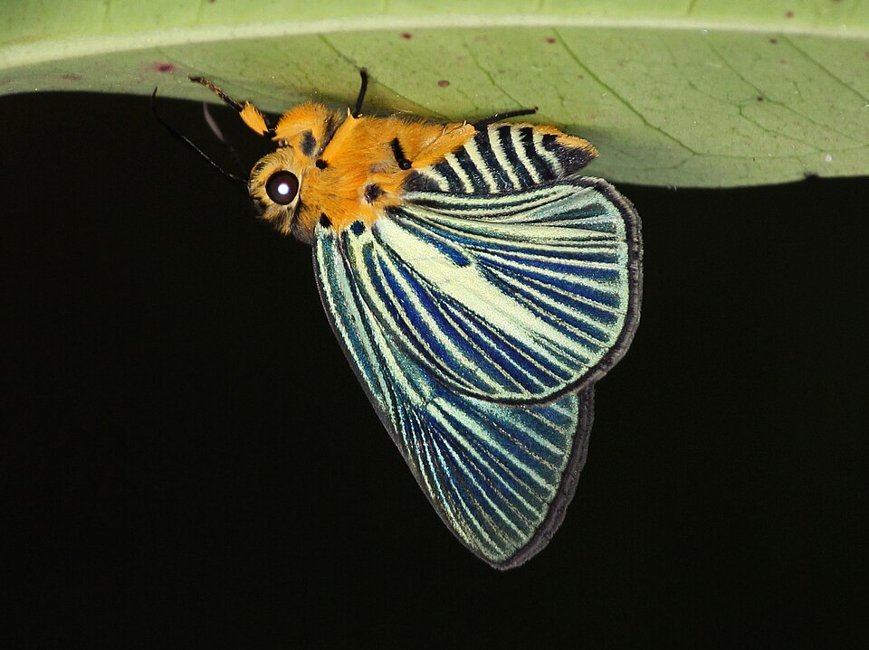 Photo of Pale awlet