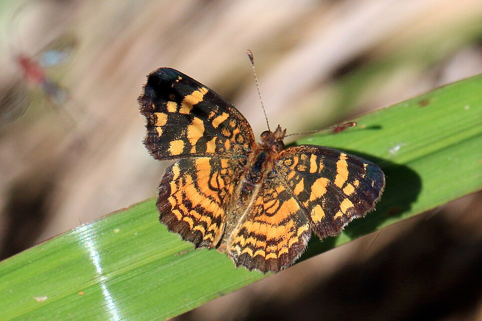 Photo of Pale-banded crescent