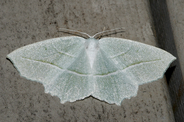 Photo of Pale beauty
