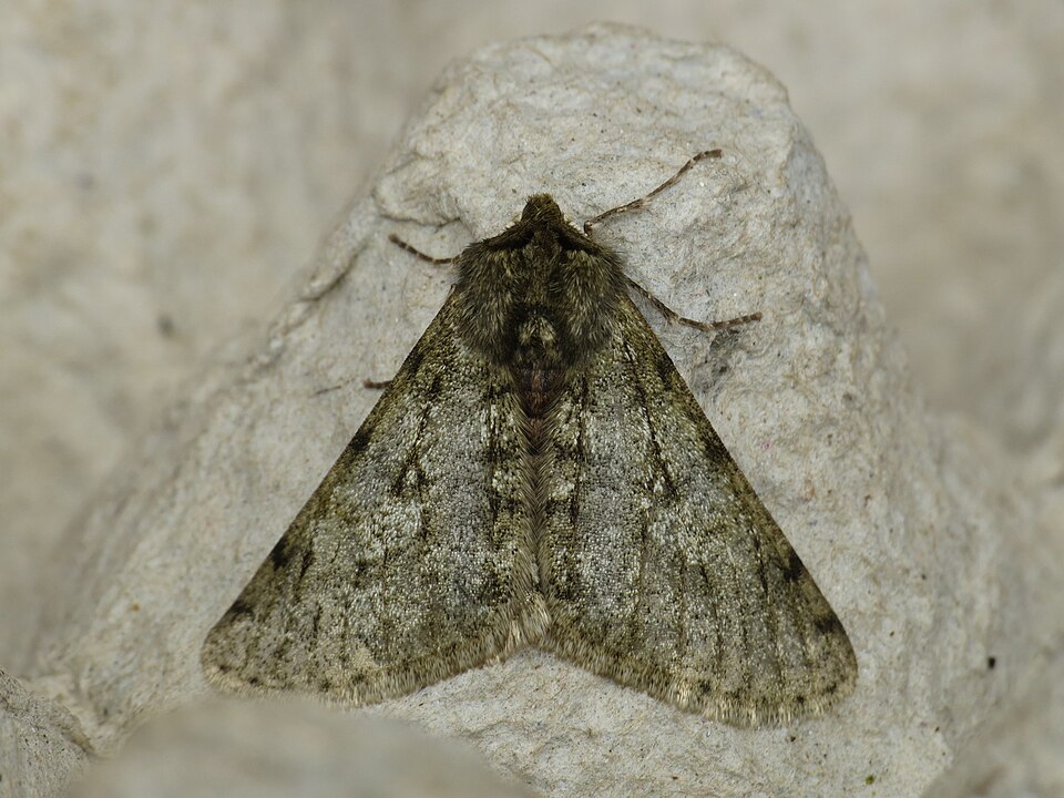 Photo of Pale brindled beauty