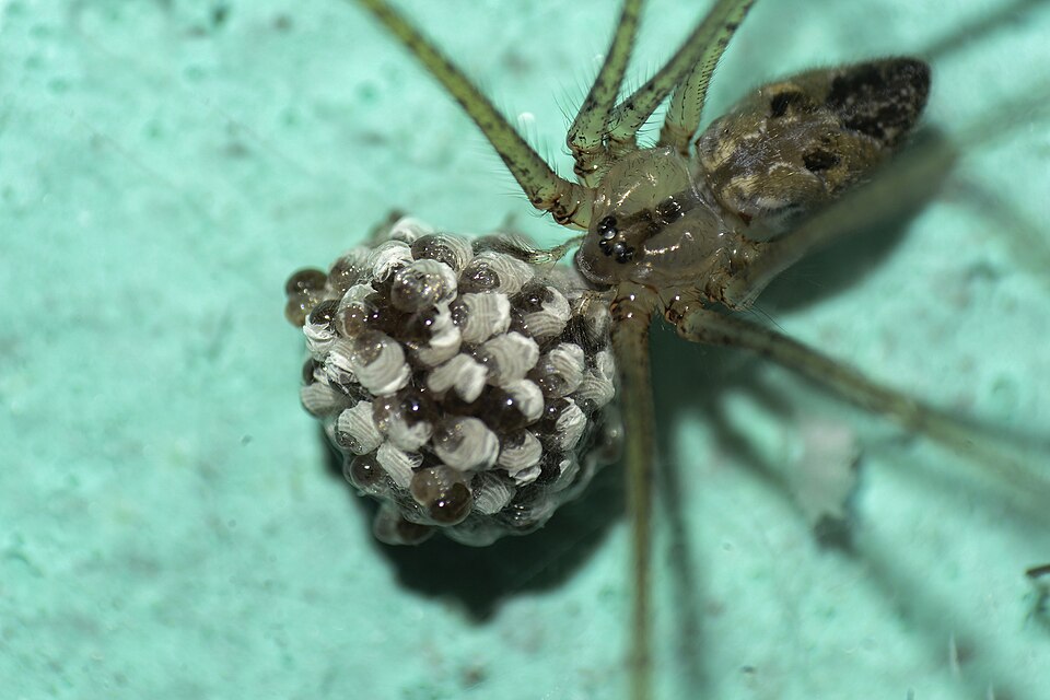 Photo of Pale cellar spider