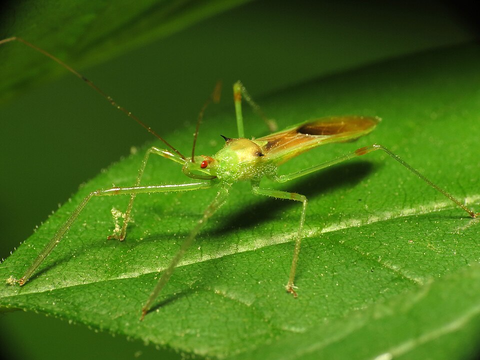 Photo of Pale green assassin bug