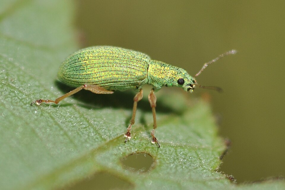 Photo of Pale green weevil