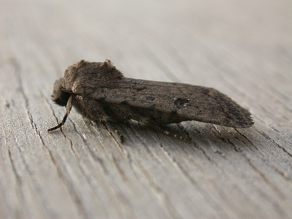 Photo of Pale mottled willow moth
