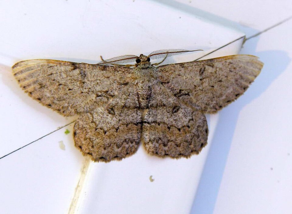 Photo of Pale oak beauty