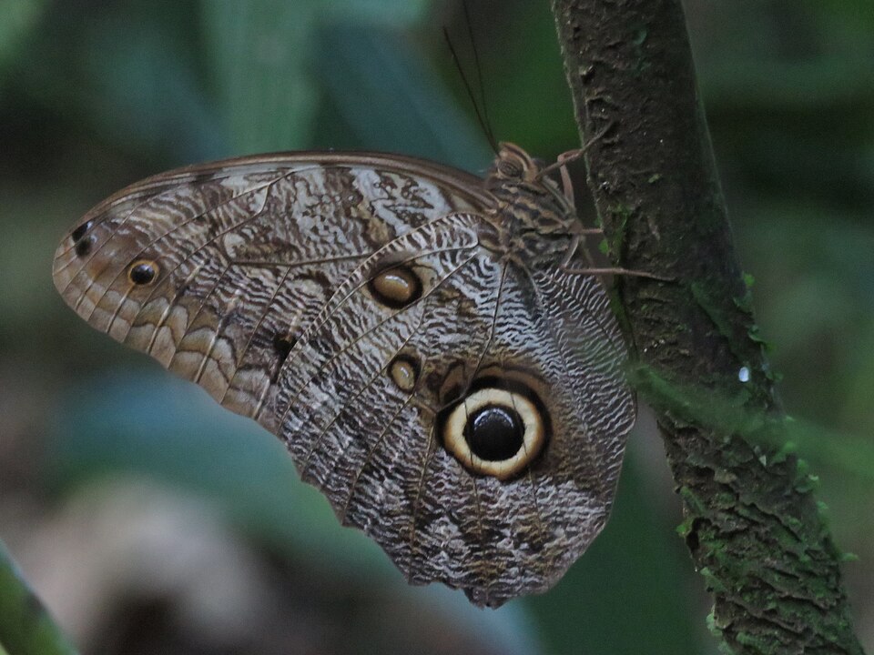 Photo of Pale owl-butterfly