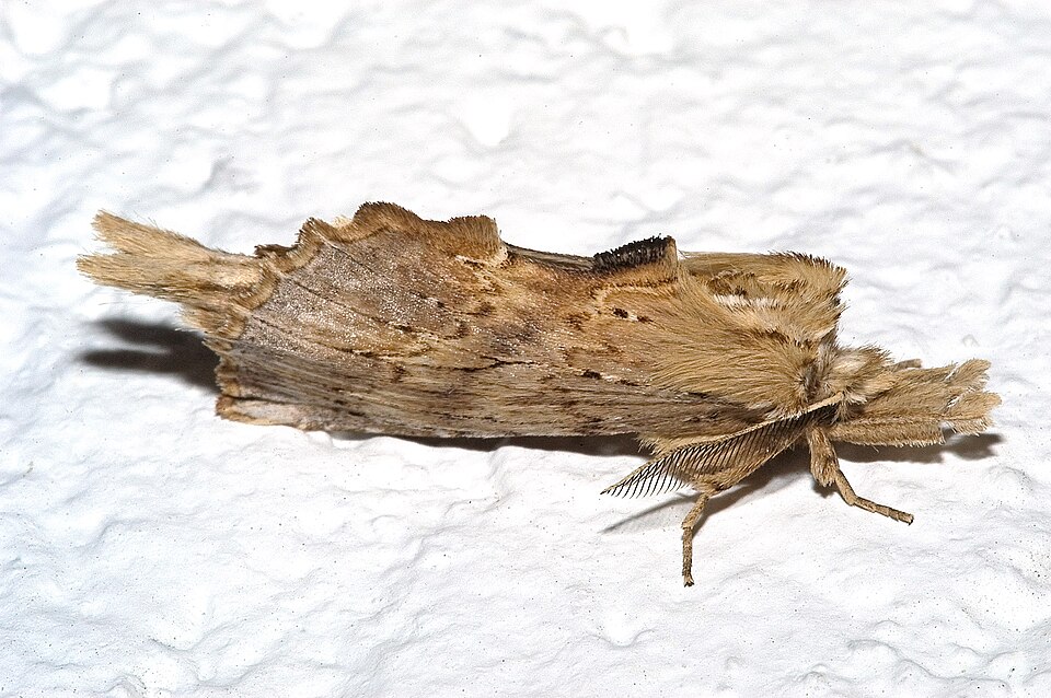 Photo of Pale prominent
