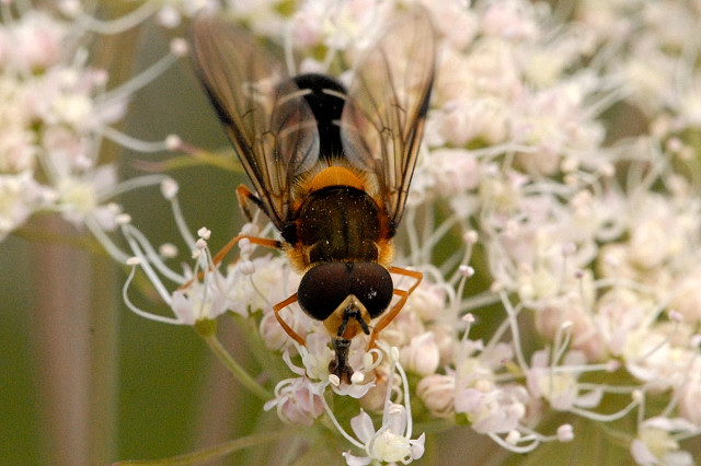 Photo of Pale-saddled leucozona