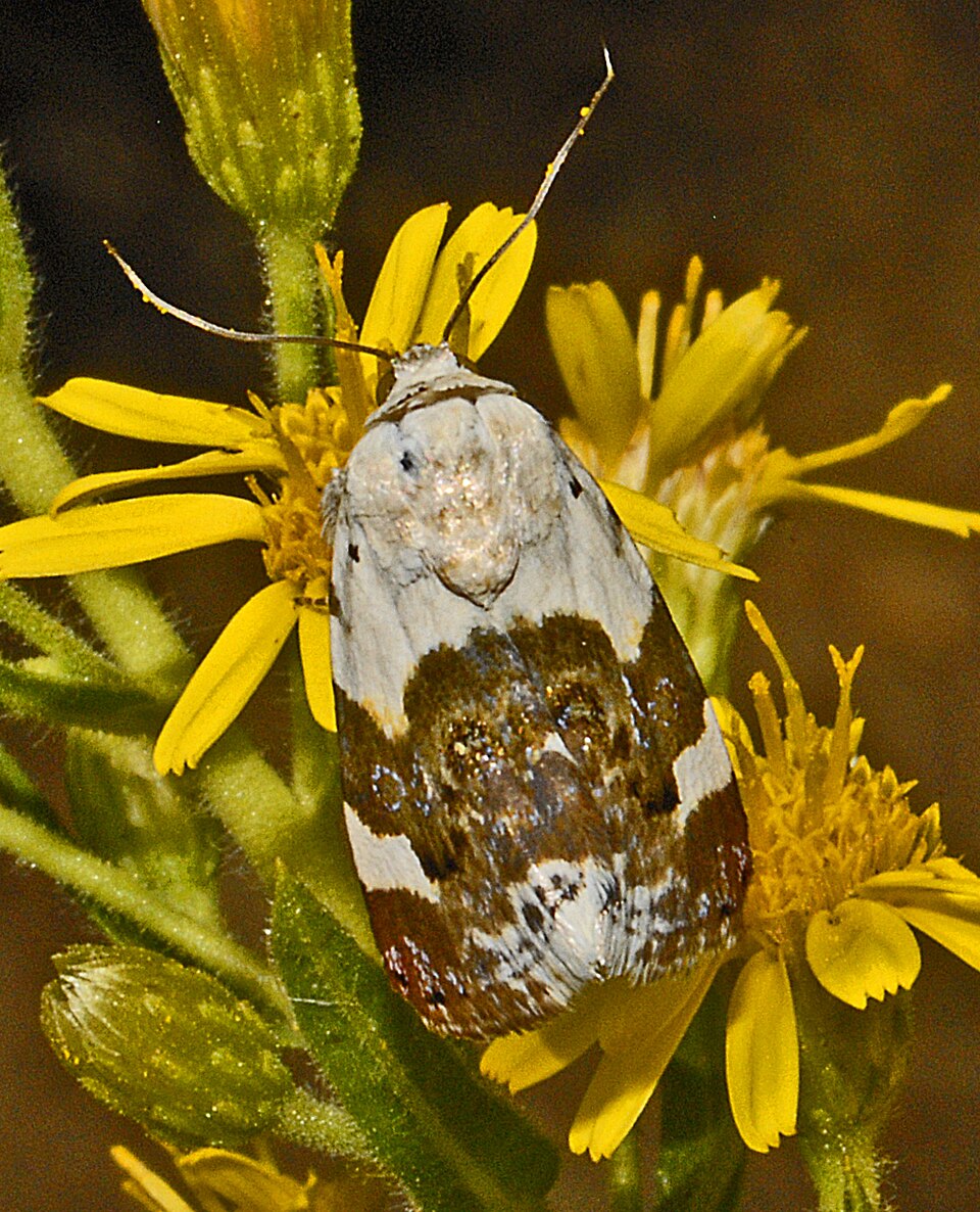 Photo of Pale shoulder