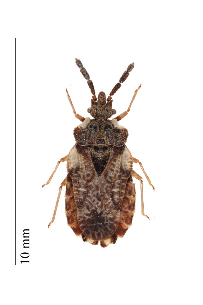 Photo of Pale-shouldered flatbug