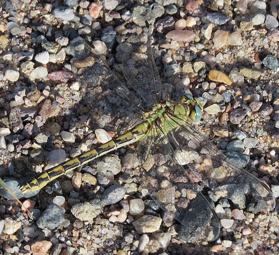 Photo of Pale snaketail