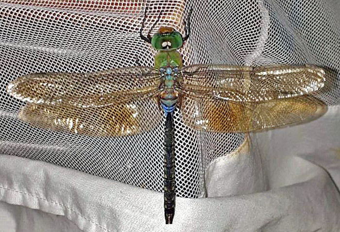 Photo of Pale-spotted emperor