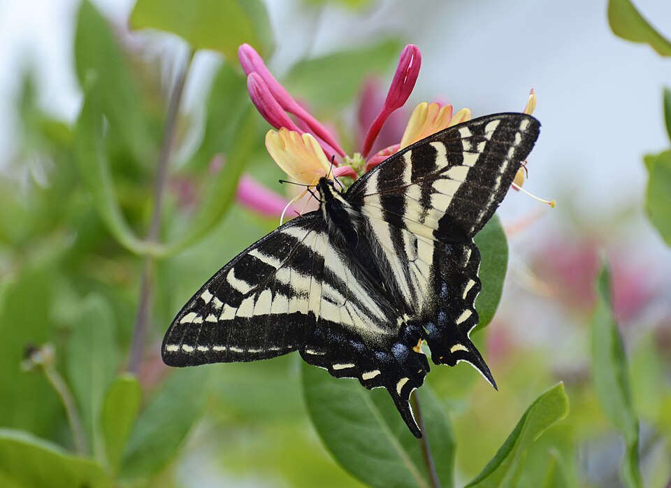 Photo of Pale swallowtail