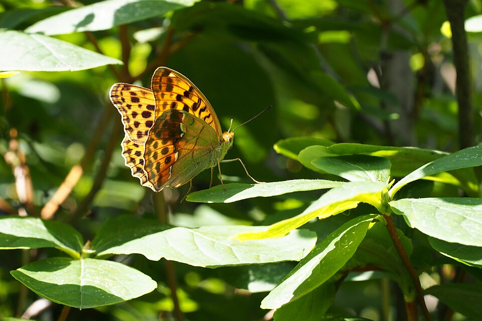 Photo of Pallas's fritillary