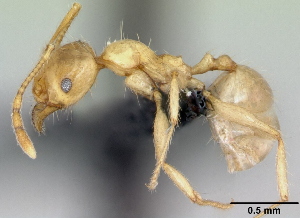 Photo of Pallid big-headed ant