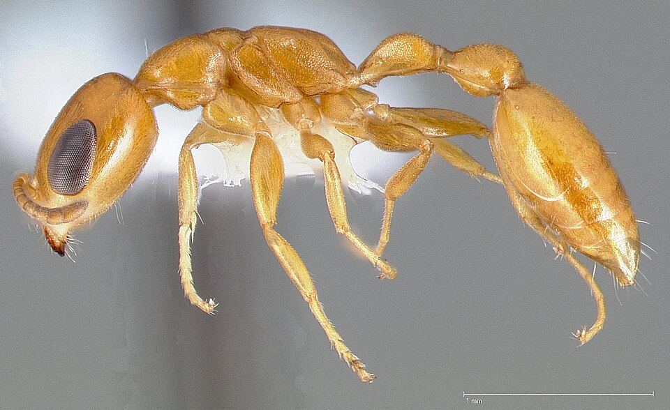 Photo of Pallid twig ant