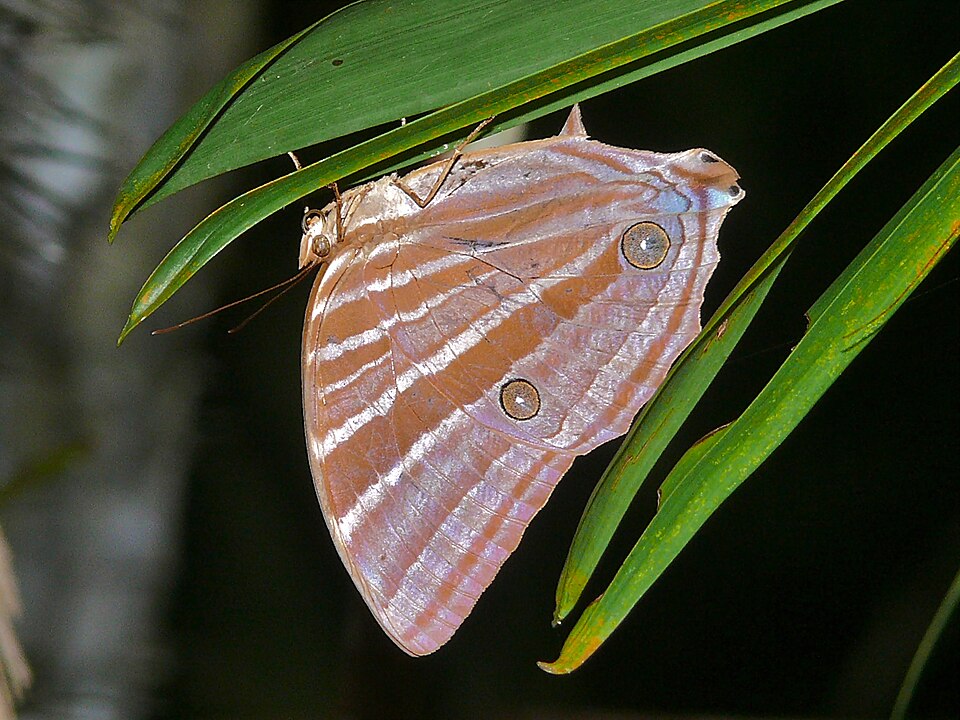Photo of Palm king