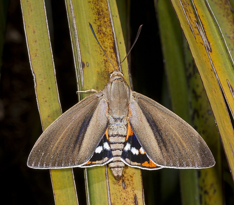 Photo of Palm moth