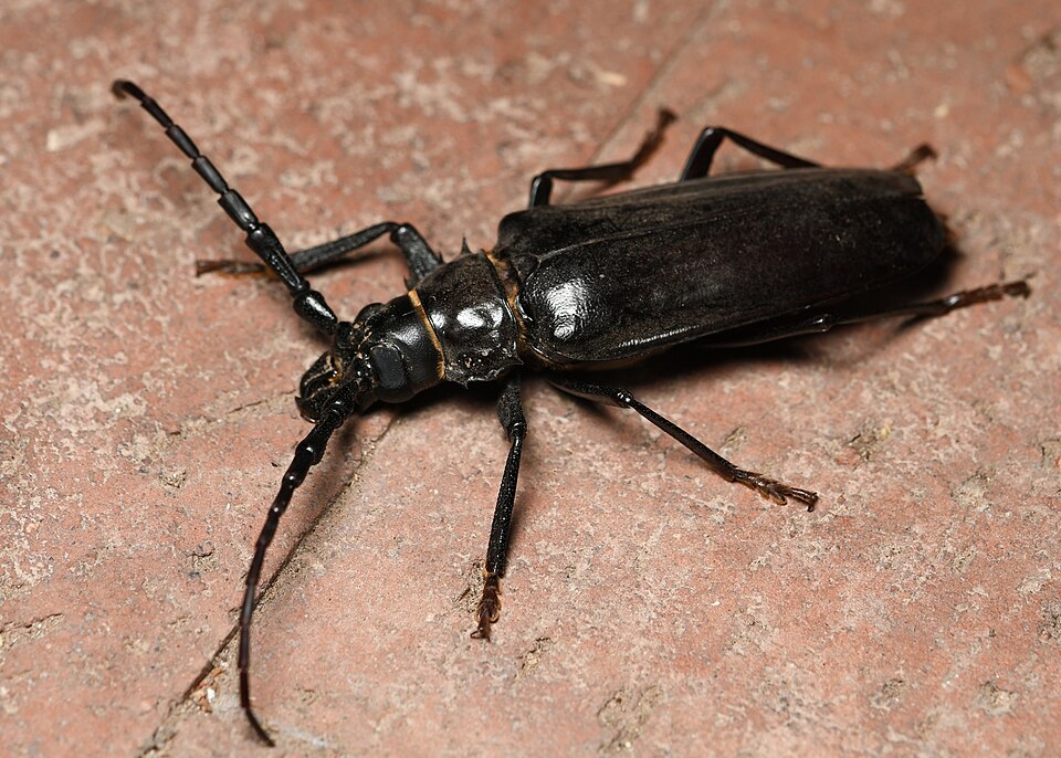 Photo of Palo verde root borer