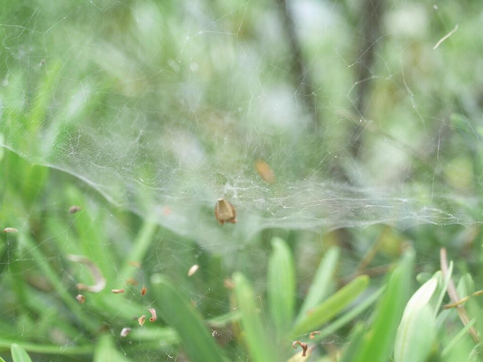Photo of Pan-web orbweaver