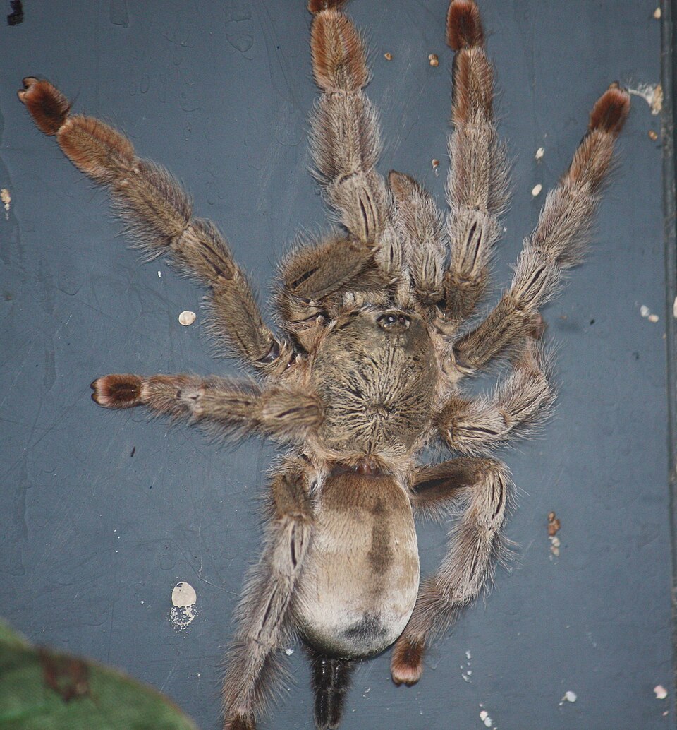 Photo of Panama blonde tarantula