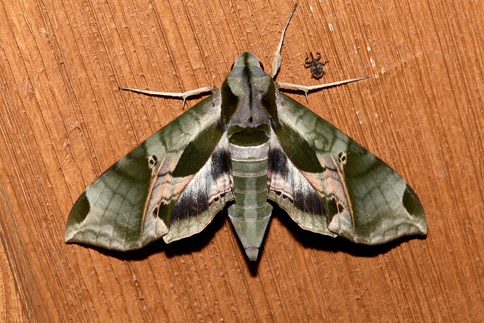 Photo of Pandora sphinx