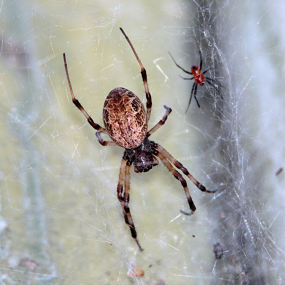Photo of Papuan hermit spider