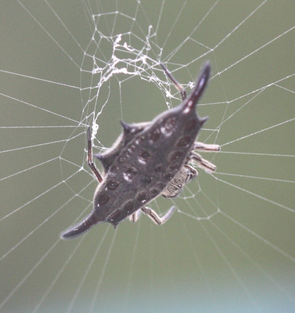 Photo of Parallel-spined spiny orbweaver
