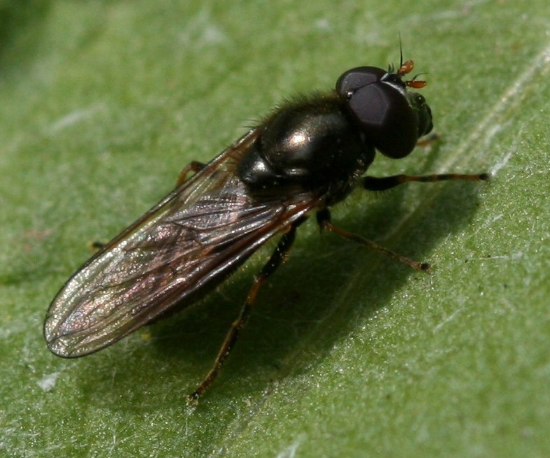 Photo of Parsley blacklet