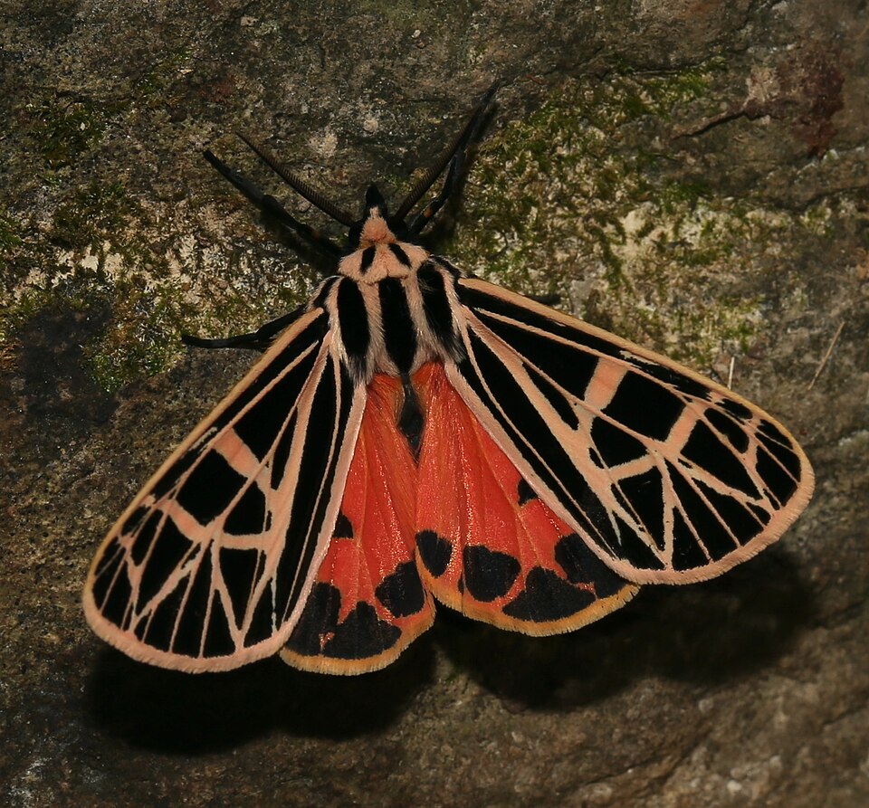 Photo of Parthenice tiger moth