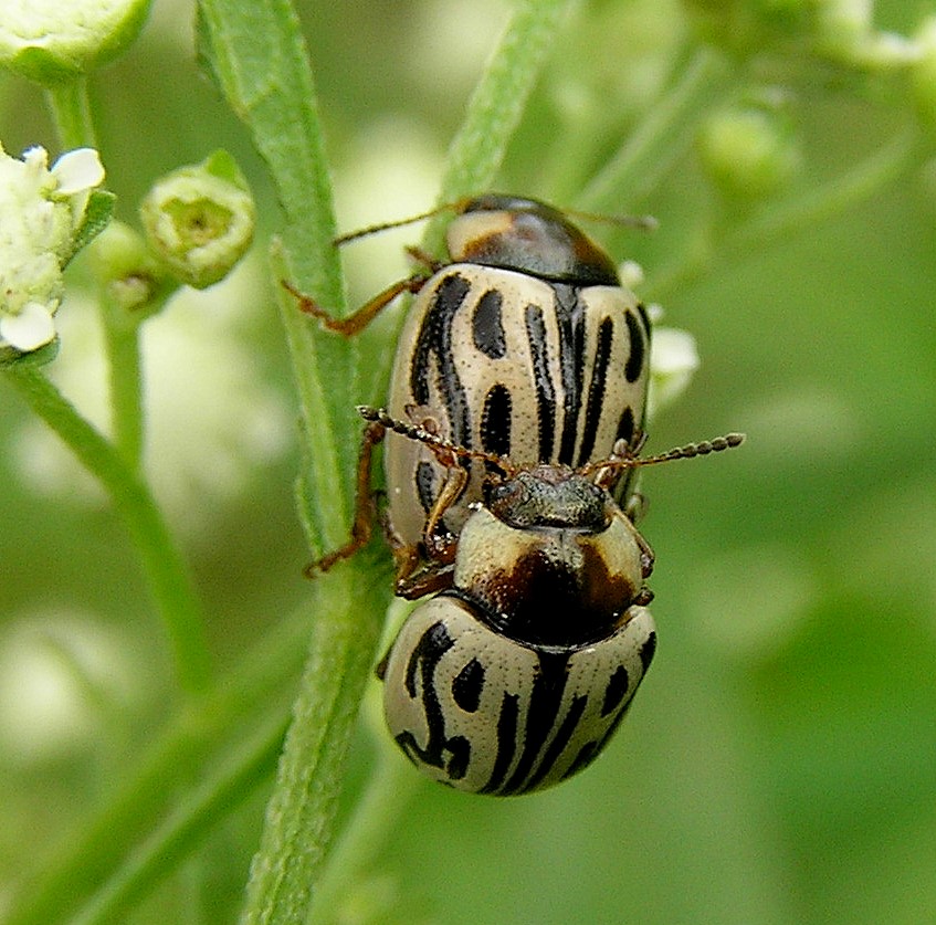Photo of Parthenium beetle