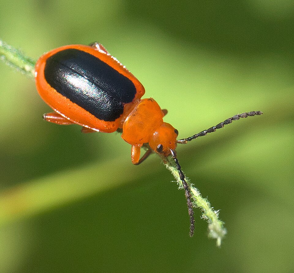 Photo of Passionflower flea beetle
