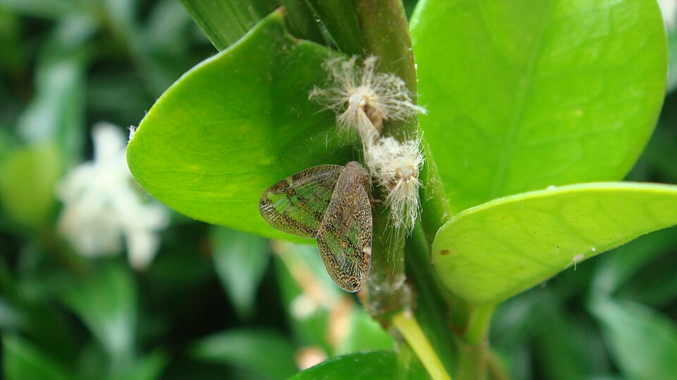 Photo of Passionvine hopper