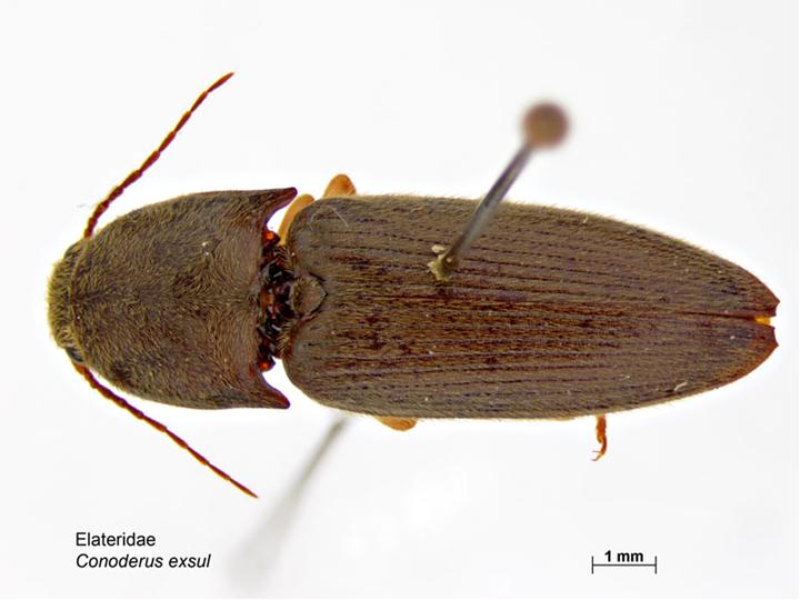 Photo of Pasture wireworm