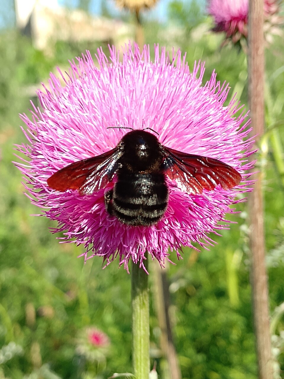 Photo of Paulista bumble bee
