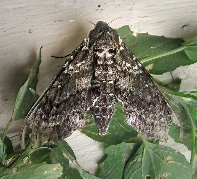 Photo of Pawpaw sphinx