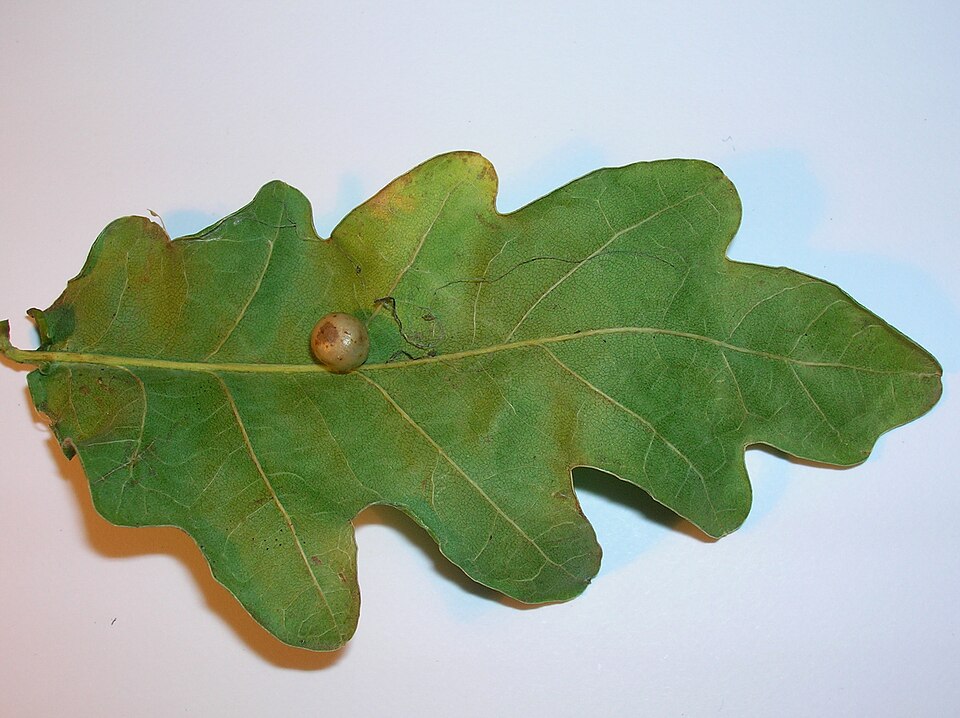 Photo of Pea gall wasp