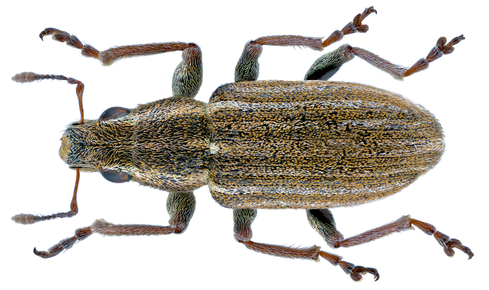 Photo of Pea weevil