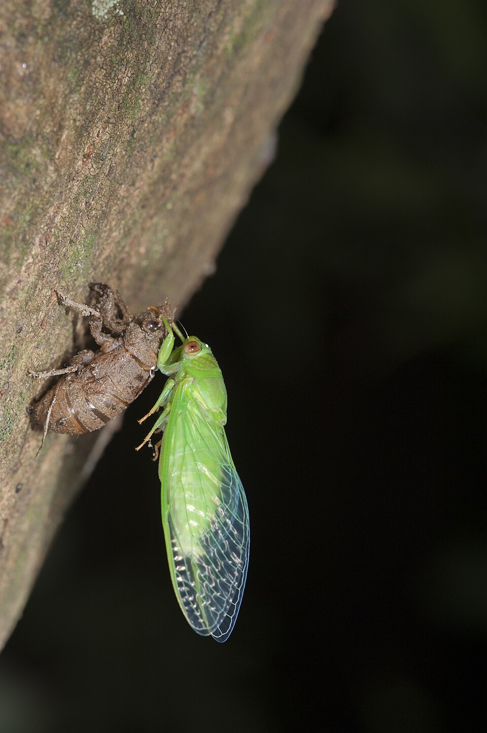 Photo of Peaceful cicada