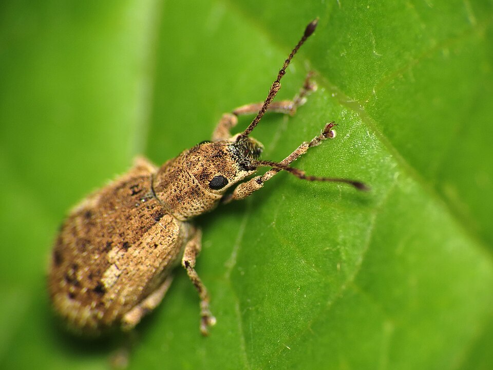 Photo of Peach root weevil