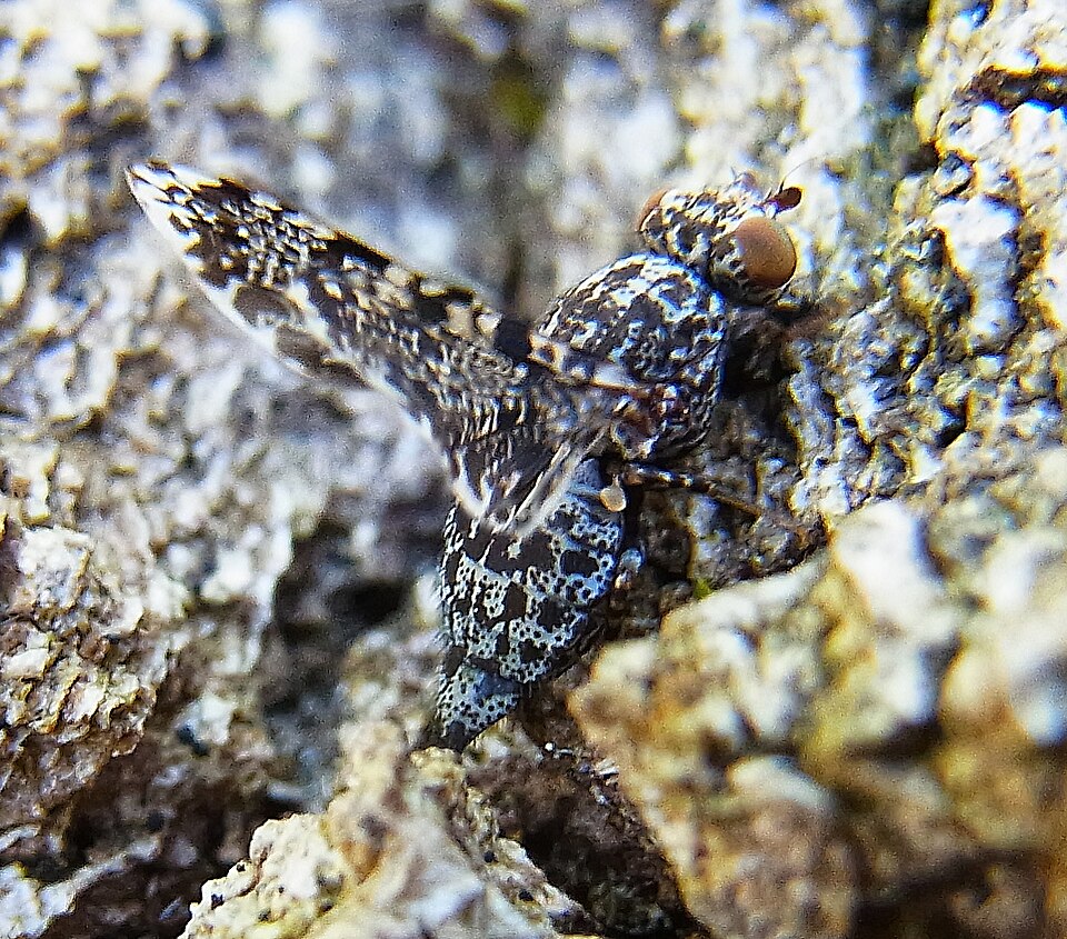 Photo of Peacock fly