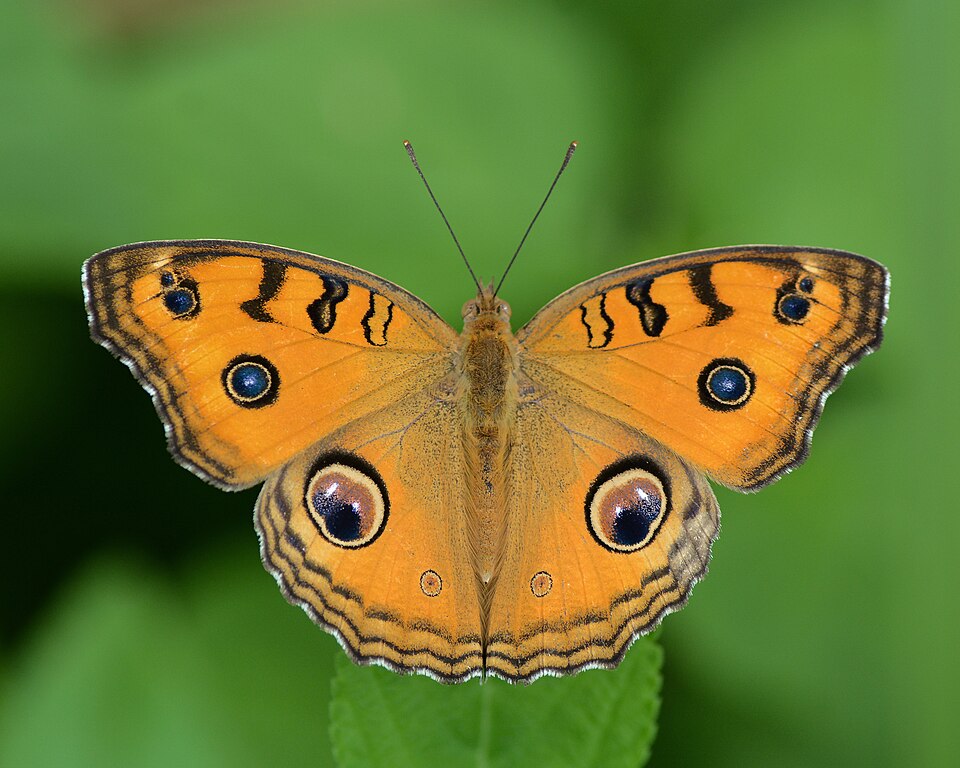Photo of Peacock pansy