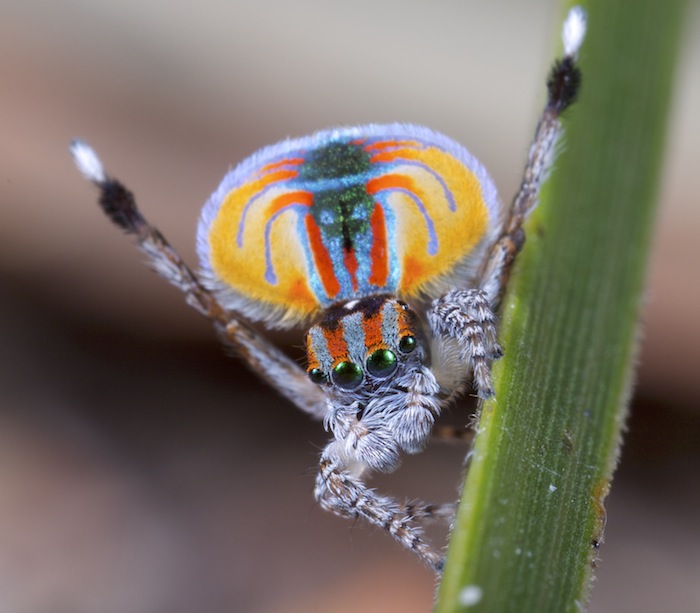 Photo of Peacock spider