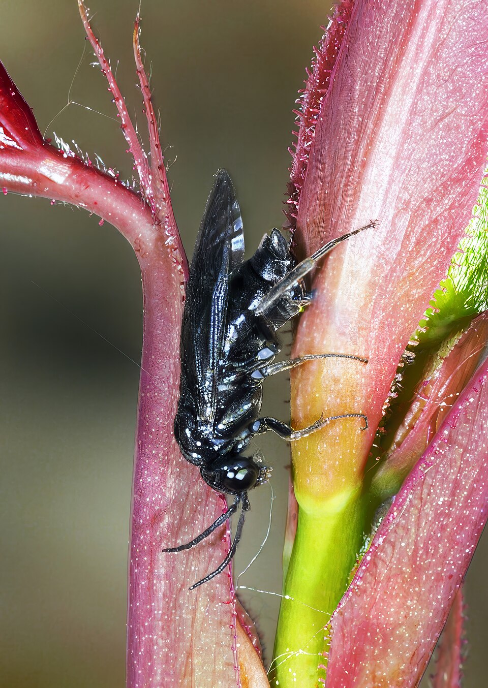 Photo of Pear slug sawfly
