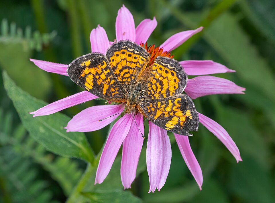 Photo of Pearl crescent