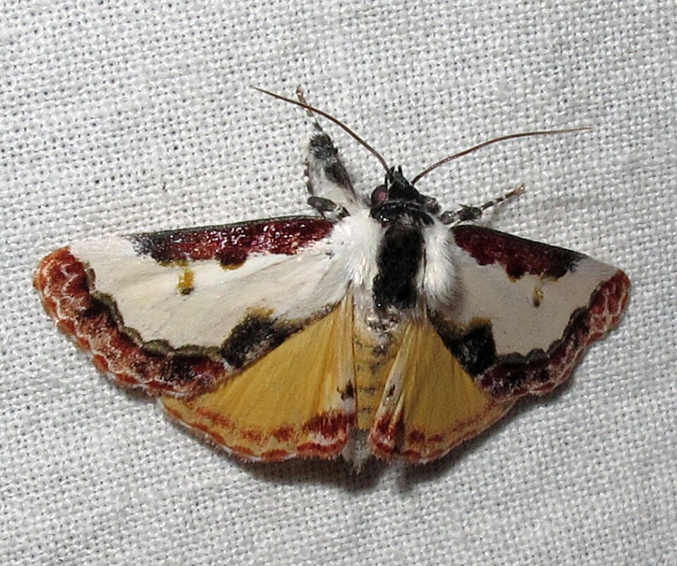 Photo of Pearly wood-nymph