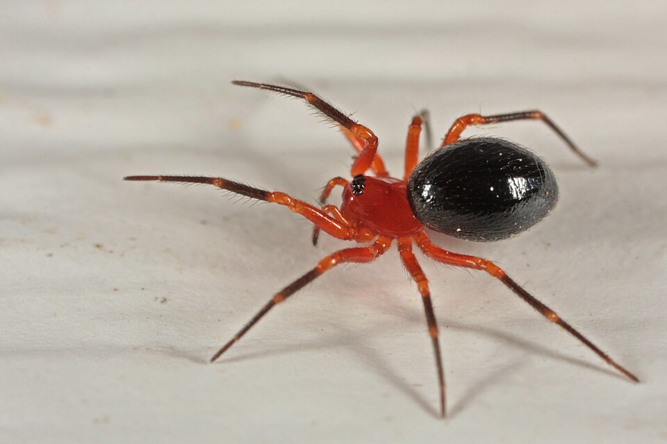 Photo of Peatland sheetweb weaver