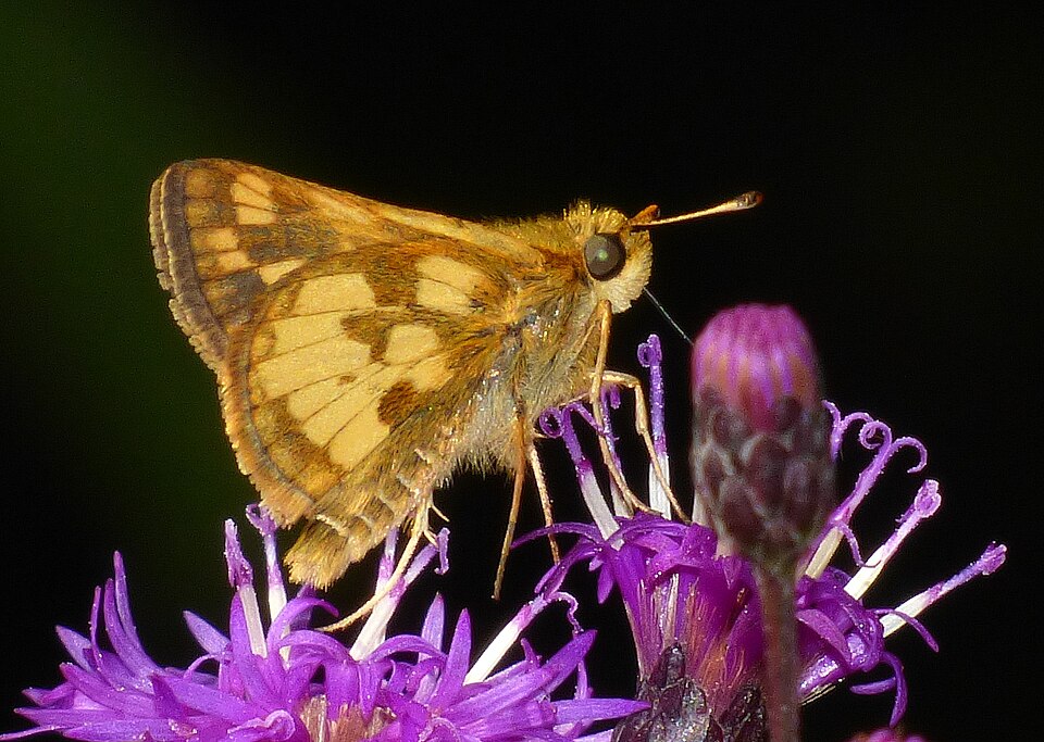 Photo of Peck's skipper